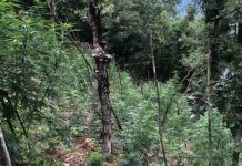 Skandal në Policinë e Shkodrës/ Zbulohen 7.446 bimë narkotike, pezullohen tre drejtues policie dhe nis hetimi disiplinor për të tjerët