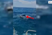 Rrezikuan të mbyteshin në det, Policia Kufitare shpëton dy turistë ukrainas në Sarandë