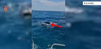Rrezikuan të mbyteshin në det, Policia Kufitare shpëton dy turistë ukrainas në Sarandë
