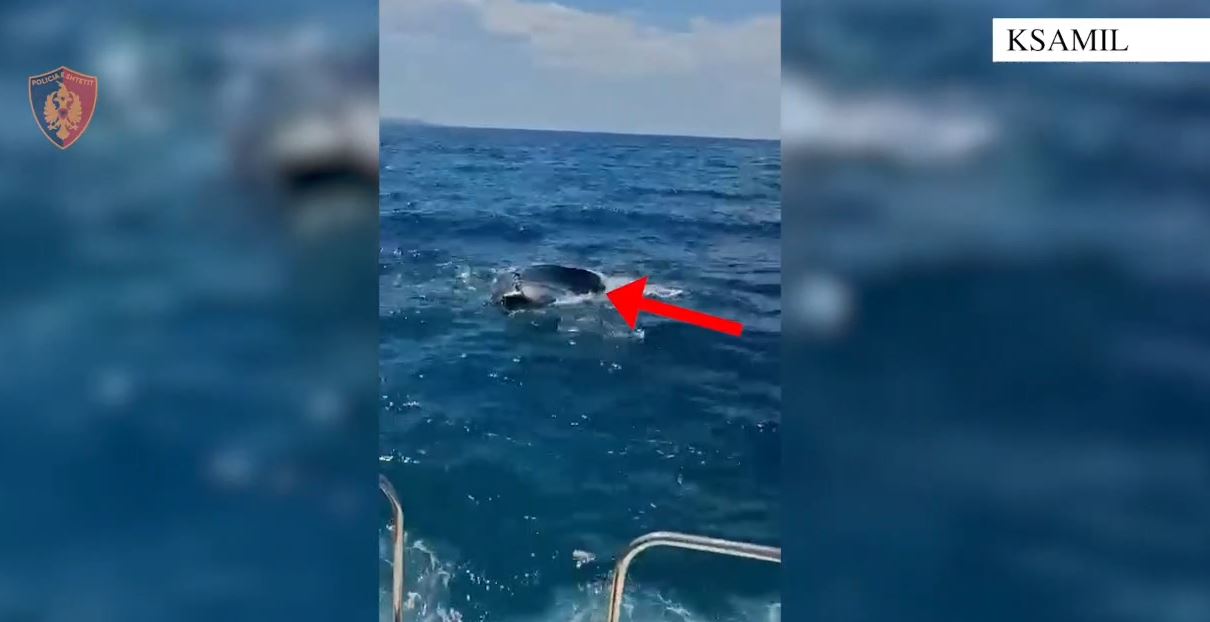 Rrezikuan të mbyteshin në det  Policia Kufitare shpëton dy turistë ukrainas në Sarandë