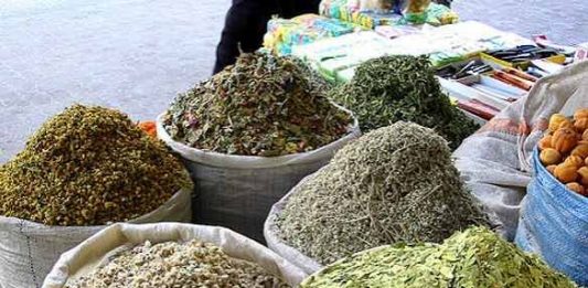 Dominon Shkodra në prodhimin e bimëve medicinale me 72% të peshës