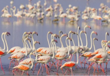 Alarmi i administratorit: Laguna e Karavastasë është lënë në harresë, ikin flamingot e pelikani