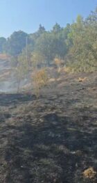 Zjarr në Mallakastër  flakët shkrumbojnë ullishtet dhe pemëtarinë në fshatin Cfir