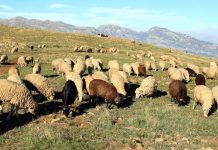 Fermat e mëdha kërkojnë rishikimin e skemës së TVSH-së për të nxitur zhvillimin e blegtorisë