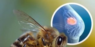 A mund të jetë helmi i bletës një armë e së ardhmes kundër kancerit?