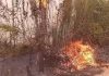 Zjarr katastrofik në Grizë, në flakë dhe ullishtet