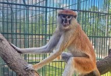 “Terbon” majmuni në Indonezi, 18 persona të plagosur nga sulmet e tij