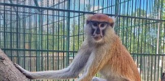 “Terbon” majmuni në Indonezi, 18 persona të plagosur nga sulmet e tij