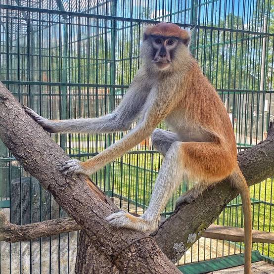  Terbon  majmuni në Indonezi  18 persona të plagosur nga sulmet e tij