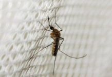 Virusi i Nilit Perëndimor alarmon Shkupin, 35 raste të konfirmuara dhe 4 viktima