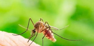 58 të infektuar dhe 8 viktima nga Ethet e Nilit Perëndimor në Maqedoninë e Veriut