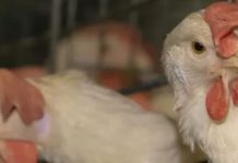 Edhe pulat nga Tajlanda/ 197 tonë mish përmes Kosovës, raporti i KE ngre pikëpyetje për kontrollet