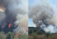 Tre të arrestuar si autorë të dyshuar për zjarrvënie në Fier dhe Lushnje, flakët rrezikuan banesa dhe sera